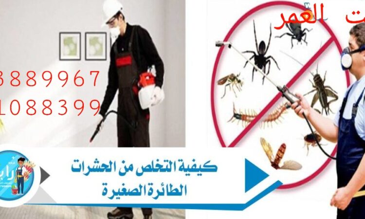 كيفية التخلص من الحشرات الطائرة الصغيرة 1024x538 1