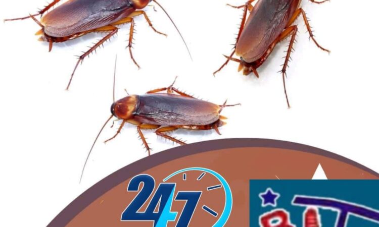 Image 9929f217 fe7a 4e34 b2fd f5055a48e5ea