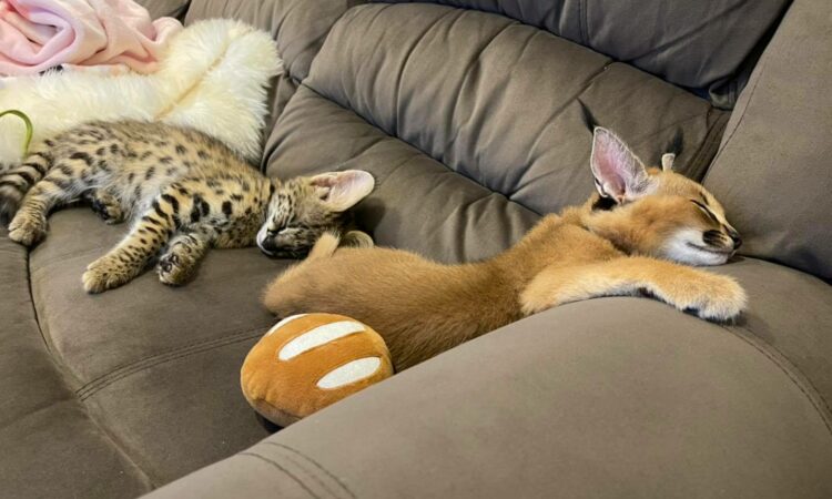 alanat.net637e070c3b4ec