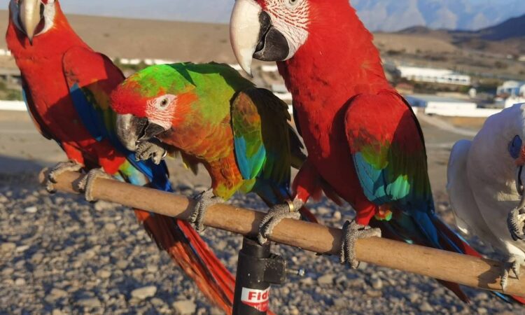 alanat.net640e6f917bdbc