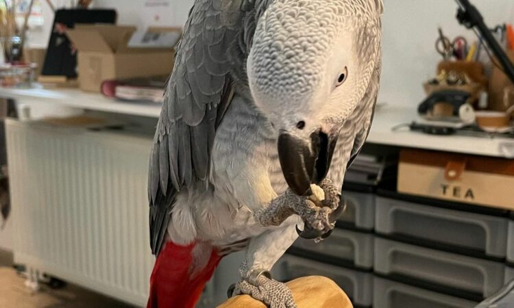 alanat.net640e7808e773b