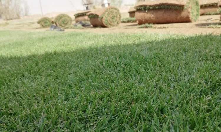 alanat.net64a08db68cf61