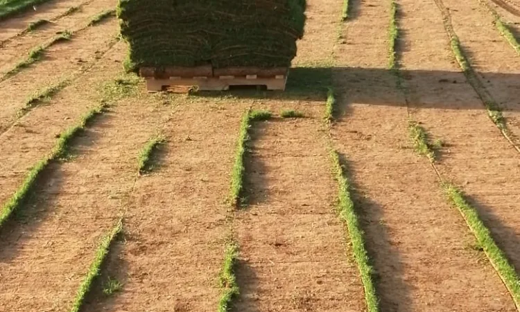 alanat.net64ad052d85af3